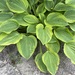 Funkien/Hosta - Bild 1