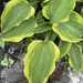 Funkien/Hosta - Bild 2