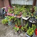 Div. Stauden, Bartnelken, Erdbeeren, Cannas - Bild 1
