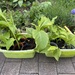 Div. Stauden, Bartnelken, Erdbeeren, Cannas - Bild 5