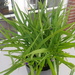 Gartenpflanze große Dreimasterblume lila 10 Euro - Bild 2