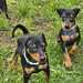 Zwergpinscher Welpe - Bild 3
