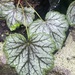 Purpurglöckchen. Heuchera-Vielvslt - Bild 1