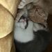 Britisch Kurzhaar Kitten Geimpft Entwurmt  - Bild 2