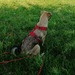 Mischlingsh?ndin Welpe  Mali - Bild 1