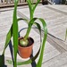 Albucas bracteata, Falsche Meerzwiebel - Bild 1
