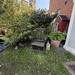 Zwei sehr schöne Gartenpflanzen zu verschenken  - Bild 5
