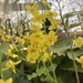 Epimedium - Bild 1