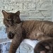 2 BKH Kater, kein Stammbaum - Bild 2