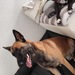 Malinois , belgischer Schäferhund Rüde - Bild 3