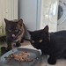 2 BKH Kater, kein Stammbaum - Bild 3