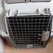 Hundebox - Bild 1