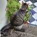 Kater vermisst Steintor - Bild 3