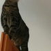 Kater vermisst Steintor - Bild 4