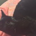 Zwei liebevolle Katzen suchen ein Zuhause  - Bild 4