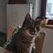Kater vermisst Steintor - Bild 2