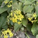Epimedium - Bild 2