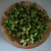 BIO Haselnüsse,  Ableger, Pflanzen  - Bild 1