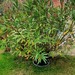Oleander  - Bild 1