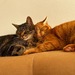 2 Kater abzugeben  - Bild 1