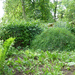 Erfahrene Gartenhilfe Grambke gesucht - Bild 2