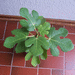 Kleine Wildfeige - Bild 1