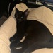 Zwei liebevolle Katzen suchen ein Zuhause  - Bild 2