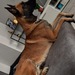 Malinois , belgischer Schäferhund Rüde - Bild 7