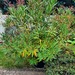 Oleander  - Bild 2