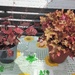 HEUCHERA im Topf  - Bild 1