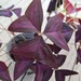 Oxalis Triangularis, roter Glücksklee - Bild 1