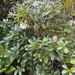 Zwei sehr schöne Gartenpflanzen zu verschenken  - Bild 1