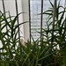 große kräftige Aloe Vera Pflanze zu verschenken - Bild 2