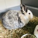 Kaninchen sucht Kaninchen  - Bild 1