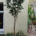 Ficus benjamina natasja  - Bild 1