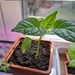 Chili Trinidad Scorpion - Bild 1