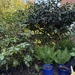 Zwei sehr schöne Gartenpflanzen zu verschenken  - Bild 3