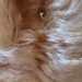 Wer sammelt echt Steiff - Bild 5