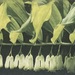 Salomonssiegrl - Bild 1
