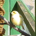 Erfahrene Gartenhilfe Grambke gesucht - Bild 4