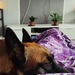 Malinois , belgischer Schäferhund Rüde - Bild 6