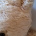 Wer sammelt echt Steiff - Bild 4