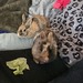 Süße Hasen abzugeben  - Bild 2