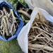 Feuerholz Anfeuerholz abgelagert zu verschenken  - Bild 2
