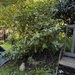 Zwei sehr schöne Gartenpflanzen zu verschenken  - Bild 4