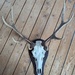 Hirsch Geweih  - Bild 1