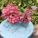 2 Toepfe HEUCHERA Staude - Bild 2