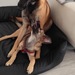 Malinois , belgischer Schäferhund Rüde - Bild 2
