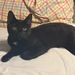 Zwei liebevolle Katzen suchen ein Zuhause  - Bild 1