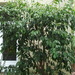 Ficus benjamina - Bild 1